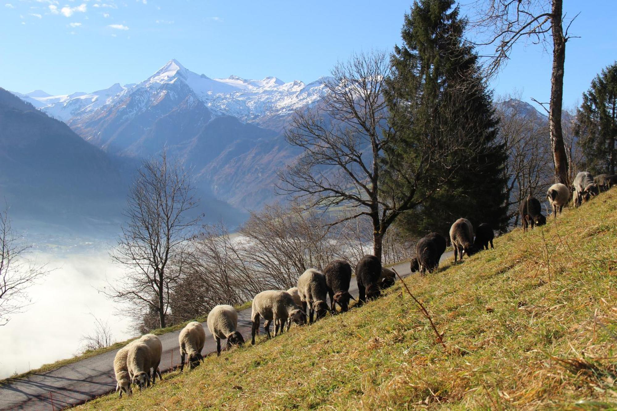 Ferienwohnung Mitterleithengut Zell am See Zewnętrze zdjęcie